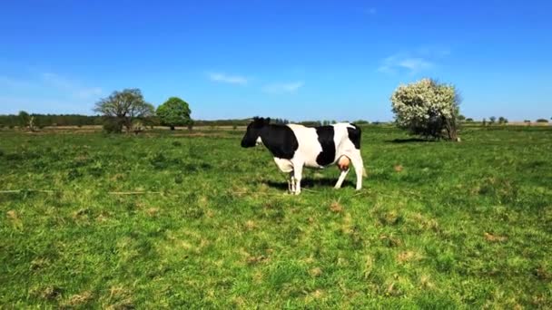 Pascolare Mucca Prato Durante Estate — Video Stock