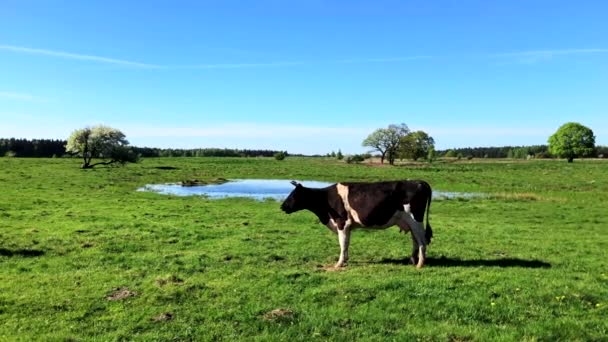 Vaca pastando en un prado en el verano — Vídeo de stock