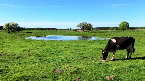 Krowy pasące się na łące w lecie — Wideo stockowe