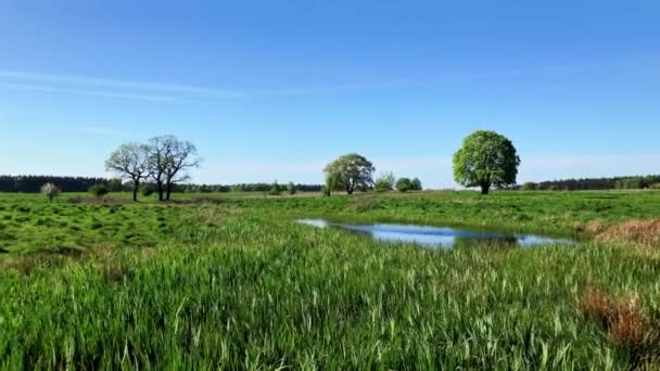 Vreedzame zomer landschap met groene boom in de buurt van de vijver — Stockvideo