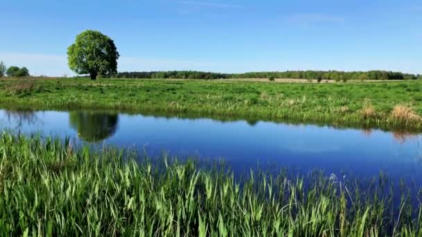 Paisaje de verano tranquilo con árbol verde cerca del estanque — Vídeos de Stock