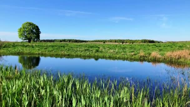 Paisaje de verano tranquilo con árbol verde cerca del estanque — Vídeos de Stock