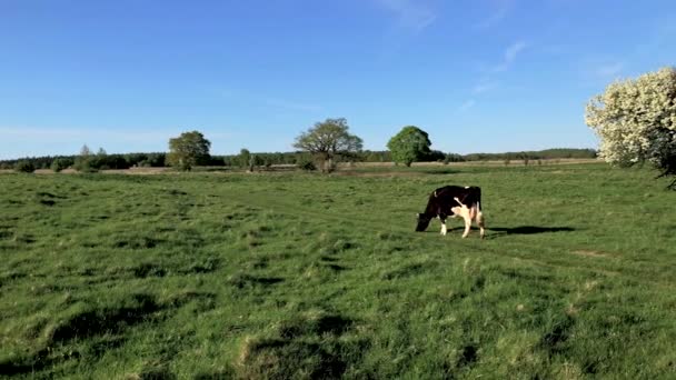 Kuh weidet im Sommer auf einer Weide — Stockvideo