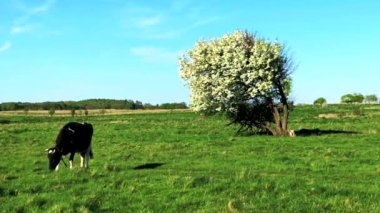 Yazın bir çayır üzerinde otlatma inek