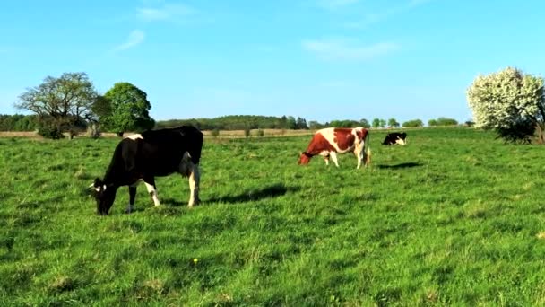 Krávy pasoucí se na louce v létě — Stock video