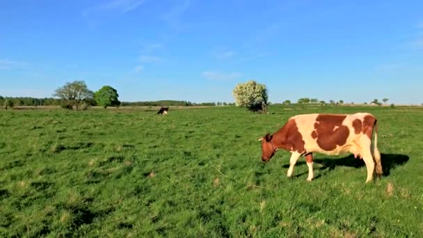 Vaca pastando en un prado en el verano — Vídeos de Stock