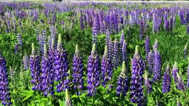 Field of flowering lupines — Stock Video