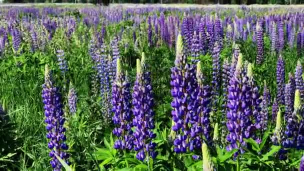 Field of flowering lupines — Stock Video