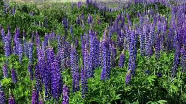 Field of flowering lupines — Stock Video