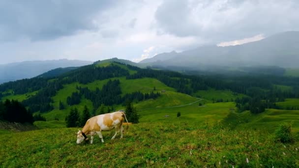 Невелике стадо корів пастися на альпійських лугу — стокове відео