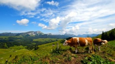 Küçük inek sürüsü otlatmak İsviçre alp çayırda