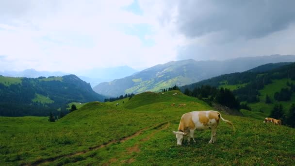 Liten hjord kor betar i den alpina äng — Stockvideo