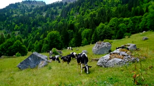 Маленькое стадо коров пасутся на альпийском лугу — стоковое видео