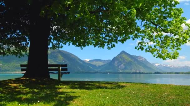 Banc sous un arbre au bord d'un lac . — Video