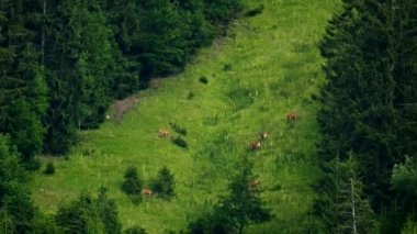 Bir dağ yamacında otlatma geyik