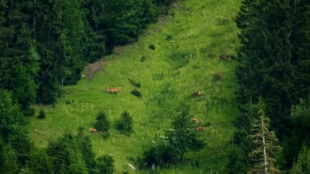 Cervos pastando em uma encosta de montanha — Vídeo de Stock