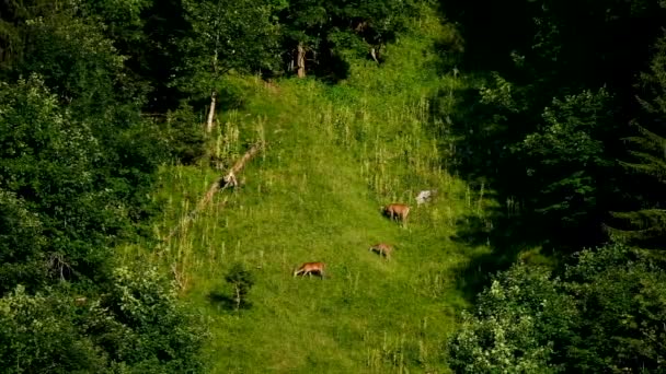 Cervos pastando em uma encosta de montanha — Vídeo de Stock