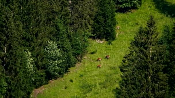 Pâturage de cerfs sur une pente de montagne — Video