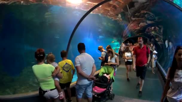 Ludzie uczestniczyć podwodnego tunelu w oceanarium, w zoo miasto — Wideo stockowe