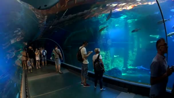 Ludzie uczestniczyć podwodnego tunelu w oceanarium, w zoo miasto — Wideo stockowe