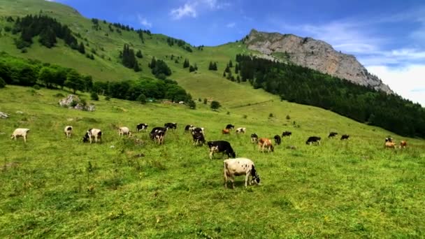 Pequena manada de vacas pastam no prado alpino — Vídeo de Stock