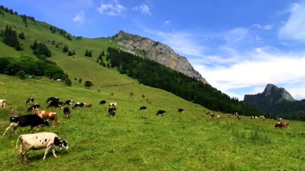 Small herd of cows graze in the Alpine meadow — Stock Video