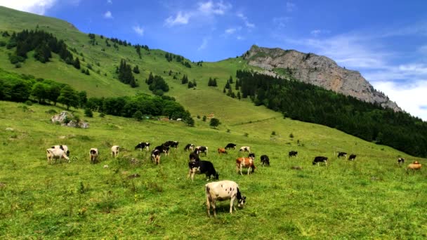 Piccole mandrie di mucche pascolano nel prato alpino — Video Stock