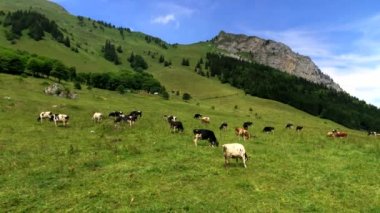 Küçük inek sürüsü otlatmak alpin çayır