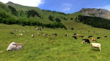 Küçük inek sürüsü otlatmak alpin çayır