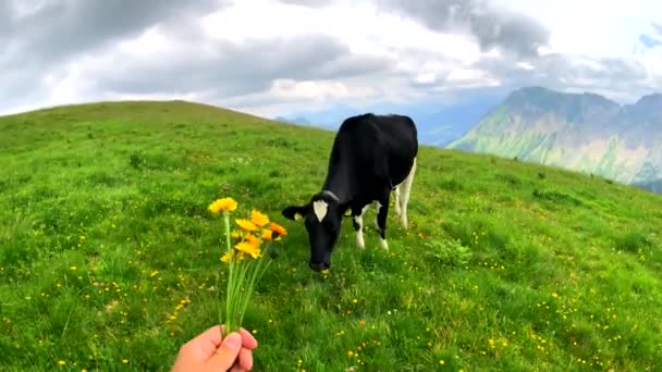 POV male hand feeding cow with meadow flowers — Stock Video