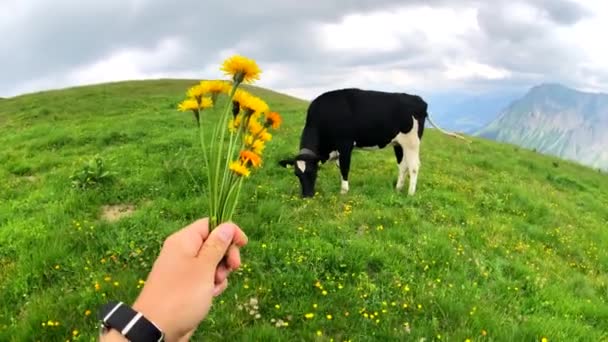Männchen füttert Kuh mit Wiesenblumen — Stockvideo