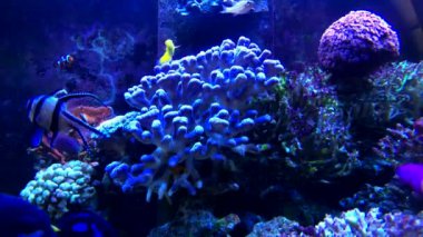 Deniz su akvaryum, tropikal balık