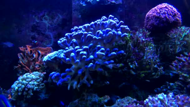 Poissons tropicaux à l'aquarium d'eau de mer — Video