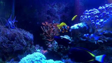 Deniz su akvaryum, tropikal balık