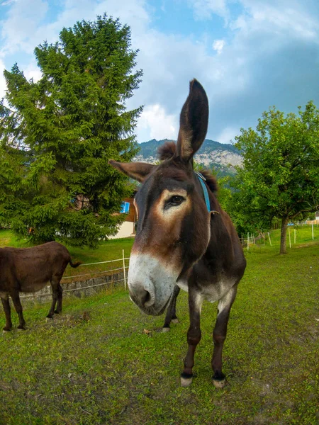 Ezel in de farm Zwitserland — Stockfoto