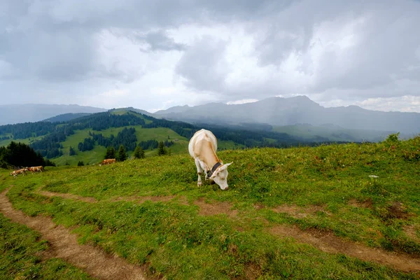 Kleine Rinderherde grast auf der Alm — Stockfoto