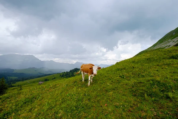 Pequeña manada de vacas pastan en el prado alpino — Foto de Stock