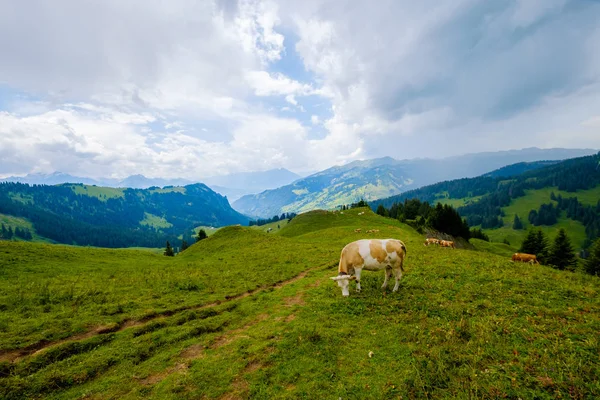 高山の牧草地で放牧する牛の小さい群れ — ストック写真