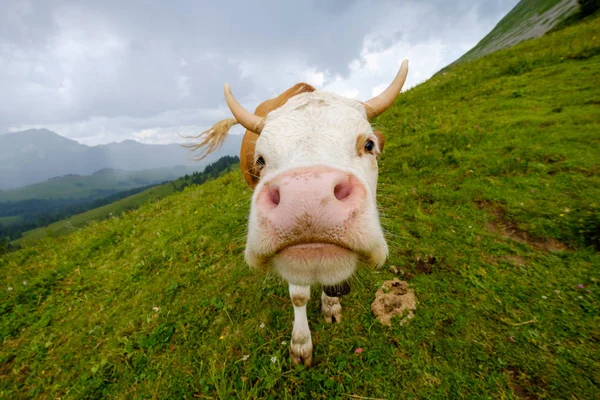 Забавный портрет коровы крупным планом на альпийском лугу — стоковое фото