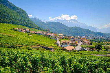 Ön plan, üzüm bağları, yaz İsviçre vadi yatay