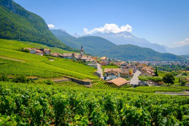 Ön plan, üzüm bağları, yaz İsviçre vadi yatay