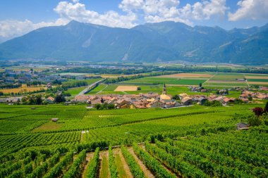 Ön plan, üzüm bağları, yaz İsviçre vadi yatay