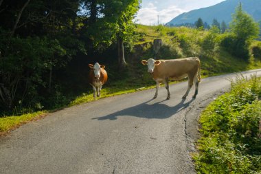 İnekler İsviçre dağ dağ Road'da dammed