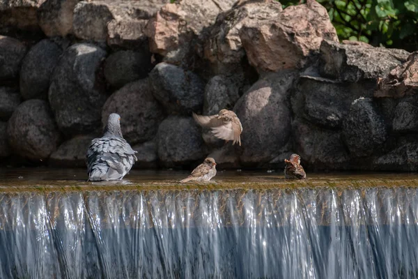 Dove a vrabci se koupe v potoce — Stock fotografie