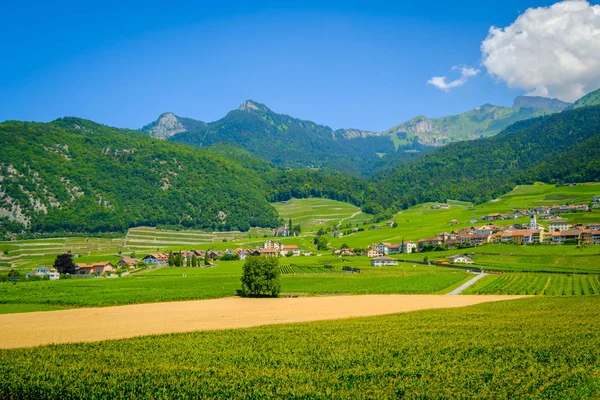 전경에서 포도와 여름 스위스 밸리 풍경 — 스톡 사진