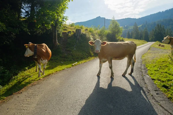 İnekler İsviçre dağ dağ Road'da dammed — Stok fotoğraf