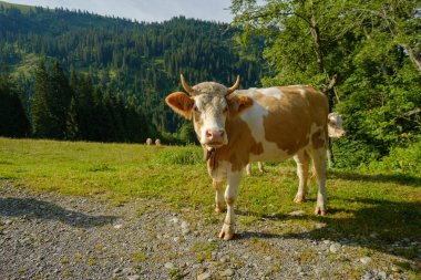 İnekler İsviçre dağ dağ Road'da dammed