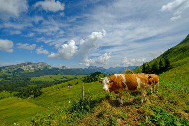 Küçük inek sürüsü otlatmak alpin çayır