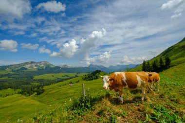Küçük inek sürüsü otlatmak alpin çayır