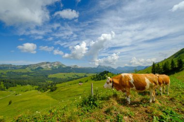 Küçük inek sürüsü otlatmak alpin çayır